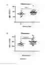 Fig. 06 - Uses of CD116 Expression Level
