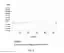 Fig. 07 - OPTIMIZED PROBES AND PRIMERS AND METHODS OF USING SAME FOR THE DETECTION, SCREENING, ISOLATION AND SEQUENCING OF MRSA, MSSA, STAPHYLOCOCCUS MARKERS, AND THE ANTIBIOTIC RESISTANCE GENE MEC A