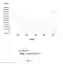 Fig. 08 - OPTIMIZED PROBES AND PRIMERS AND METHODS OF USING SAME FOR THE DETECTION, SCREENING, ISOLATION AND SEQUENCING OF MRSA, MSSA, STAPHYLOCOCCUS MARKERS, AND THE ANTIBIOTIC RESISTANCE GENE MEC A