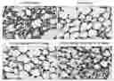 Fig. 01 - METHODS FOR BINDING LEWIS Y ANTIGEN