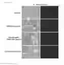 Fig. 16 - METHODS FOR BINDING LEWIS Y ANTIGEN