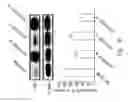 Fig. 09 - Methods for inhibiting peritoneal dissemination of cancer cells