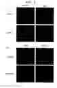 Fig. 06 - Agent for ameliorating blood-brain barrier disorders