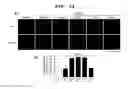 Fig. 17 - Agent for ameliorating blood-brain barrier disorders