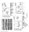 Fig. 16 - Compositions and methods for the treatment of disorders involving epithelial cell apoptosis