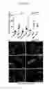 Fig. 18 - Compositions and methods for the treatment of disorders involving epithelial cell apoptosis