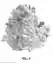 Fig. 12 - Apo-2 LIGAND/TRAIL VARIANTS AND USES THEREOF