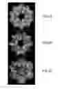 Fig. 06 - THREE-DIMENSIONAL STRUCTURES OF TALL-1 AND ITS COGNATE RECEPTORS AND MODIFIED PROTEINS AND METHODS RELATED THERETO