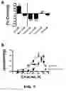 Fig. 14 - Stilbenoid derivatives and their uses
