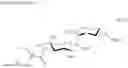 Fig. 152 - Aminoglycoside antibiotics