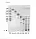 Fig. 04 - Glucooligosaccharides comprising (alpha 1->4) and (alpha 1->6) glycosidic bonds, use thereof, and methods for providing them