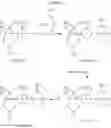 Fig. 212 - Azabicyclohexanes