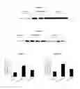 Fig. 02 - INFLAMMATORY EYE DISEASE