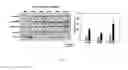 Fig. 04 - INHIBITION OF HISTONE ACETYLTRANSFERASES BY CTK7A  AND METHODS THEREOF