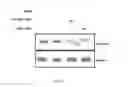 Fig. 15 - INHIBITION OF HISTONE ACETYLTRANSFERASES BY CTK7A  AND METHODS THEREOF