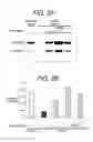 Fig. 04 - ANTISENSE OLIGONUCLEOTIDES THAT TARGET A CRYPTIC SPLICE SITE IN USH1C AS A THERAPEUTIC FOR USHER SYNDROME