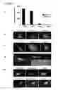Fig. 04 - Compositions and Methods for Therapy and Diagnosis of Cancer