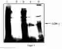 Fig. 02 - Pharmaceutical compositions and methods useful for modulating angiogenesis, inhibiting metastasis and tumor fibrosis, and assessing the malignancy of colon cancer tumors