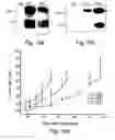 Fig. 12 - Pharmaceutical compositions and methods useful for modulating angiogenesis, inhibiting metastasis and tumor fibrosis, and assessing the malignancy of colon cancer tumors