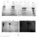 Fig. 02 - Method for isolating and purifying recombinant human serum albumin from transgenic rice grain