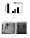 Fig. 04 - Method for isolating and purifying recombinant human serum albumin from transgenic rice grain