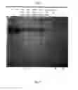 Fig. 08 - Method for isolating and purifying recombinant human serum albumin from transgenic rice grain