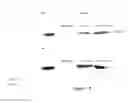 Fig. 04 -  NOVEL APPLICATION OF FIBRINOGEN-420 AND ITS ACTIVE DOMAIN