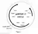 Fig. 02 - SUCCINIC ACID PRODUCTION IN A EUKARYOTIC CELL