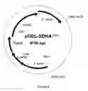 Fig. 05 - SUCCINIC ACID PRODUCTION IN A EUKARYOTIC CELL