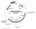 Fig. 10 - SUCCINIC ACID PRODUCTION IN A EUKARYOTIC CELL