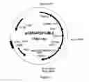 Fig. 16 - SUCCINIC ACID PRODUCTION IN A EUKARYOTIC CELL