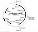 Fig. 17 - SUCCINIC ACID PRODUCTION IN A EUKARYOTIC CELL