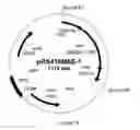 Fig. 19 - SUCCINIC ACID PRODUCTION IN A EUKARYOTIC CELL