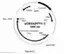 Fig. 22 - SUCCINIC ACID PRODUCTION IN A EUKARYOTIC CELL