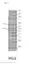Fig. 05 - RADIOPAQUE IMPLANT