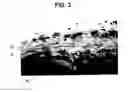 Fig. 04 - Activation of bone and cartilage formation
