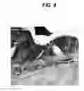 Fig. 11 - Activation of bone and cartilage formation