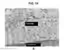 Fig. 12 - Activation of bone and cartilage formation