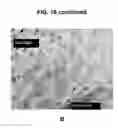Fig. 13 - Activation of bone and cartilage formation