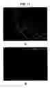 Fig. 14 - Activation of bone and cartilage formation