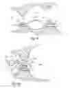 Fig. 12 - Devices and methods for altering eating behavior