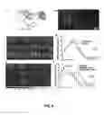 Fig. 11 - Optogenetic magnetic resonance imaging