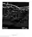 Fig. 08 - NONWOVEN TISSUE SCAFFOLD