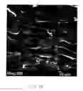 Fig. 09 - NONWOVEN TISSUE SCAFFOLD