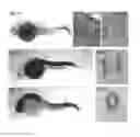 Fig. 02 - Chimeric gene constructs for generation of fluorescent transgenic ornamental fish