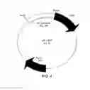 Fig. 07 - Chimeric gene constructs for generation of fluorescent transgenic ornamental fish