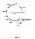 Fig. 06 - PLANT NUCLEIC ACIDS ASSOCIATED WITH CELLULAR pH AND USES THEREOF