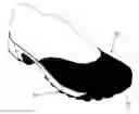 Fig. 01 - TOE CAP FOR FOOTWEAR, AND OUTSOLE INTEGRATED WITH TOE CAP