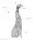 Fig. 01 - Turkey decoy