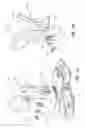 Fig. 32 - Two-wheeled vehicle